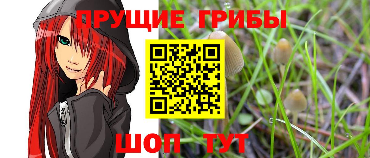 наркошоп  Вход с VPN  Вольск  Псилоцибиновые грибы Psilocybine cubensis 